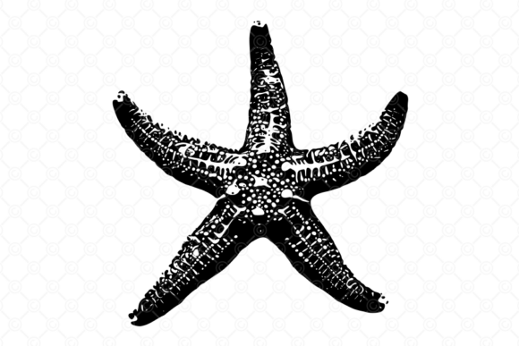 Starfish SVG, Starfish Silhouette, 016 Graphics and Crafts