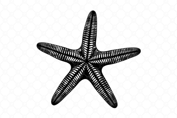 Starfish SVG, Starfish Silhouette, 045